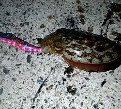 元旦初釣りエギング